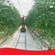 Vegtrug Tomato Greenhouse JIANDA by Jianda Greenhouse-1 1