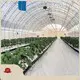 Tunnel Greenhouse for Sale QINGDAO by Jianda Greenhouse 1