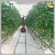 Tomato Greenhouse Plastic QINGDAO - - Jianda Greenhouse 1
