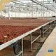 Polycarbonate Greenhouse Available - - Jianda Greenhouse 1