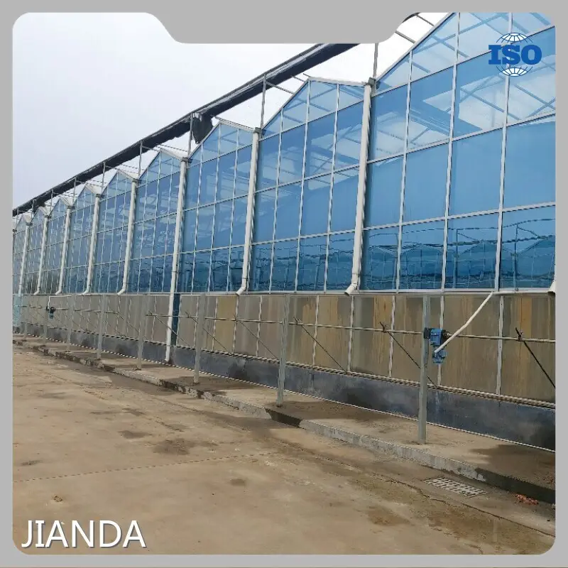 Glass Greenhouse Negotiate - - Jianda Greenhouse 1