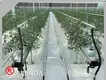 Tomato Grow House ISO/CE - - Jianda Greenhouse 1