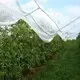 Shade Net Supplier 1000pcs - - WINCO 2