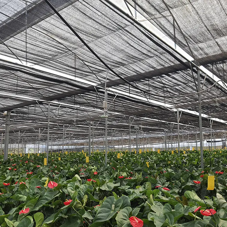 Biodegradable Plastic Packaging and the Freight Is Borne by the Customer Wholesale - WINCO 3