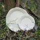 Oem & Odm Porcelain Dinnerware at Sale 4