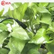Rika Sensors perfect soil ec sensor solution provider for plant 4