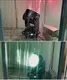 Laser Stage Lighting TT/ Paypal/ Western Union - - Marslite 4