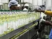Labelong Packaging Machinery automatic automatic bottle filling machine supplier for wine 3