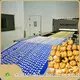 Dough Moulder Price - - Golden Bake 1