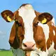 Latest Rfid Cow Tags Factory 3