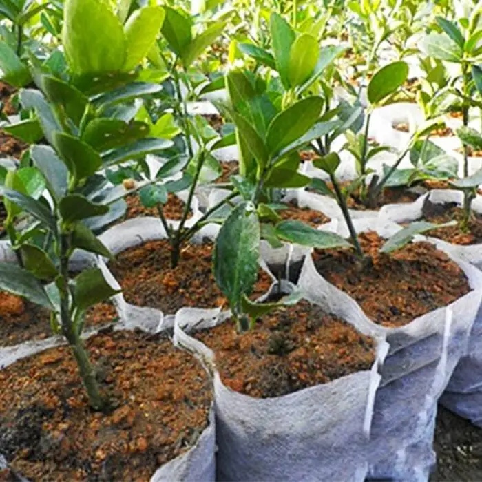 PP non-woven fabric yard and indoor grow planter bag 1
