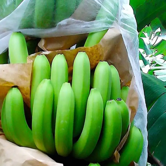 PP non-woven crop cover skirting bags for Banana cultivation 1