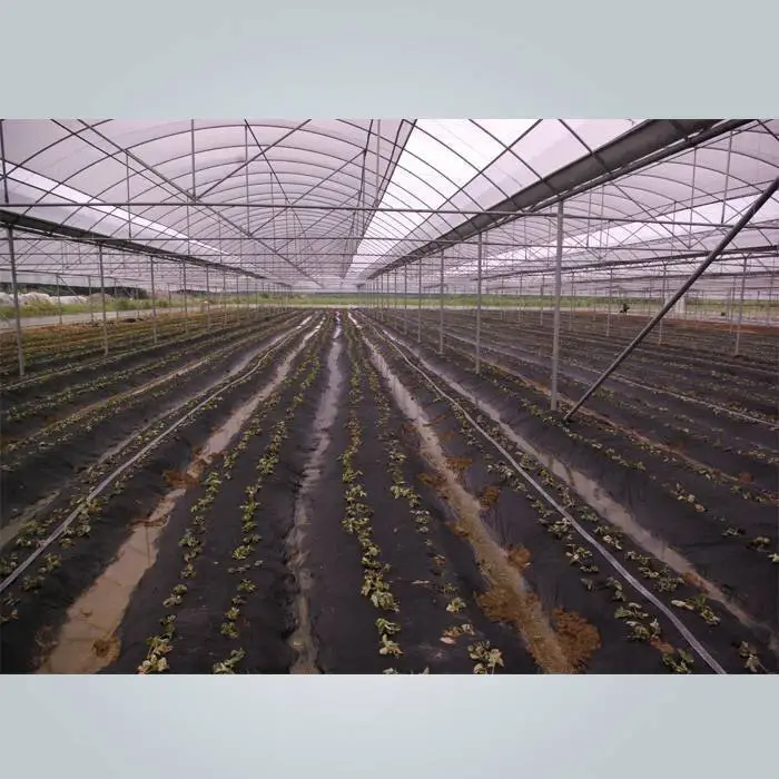 Light weight non woven PPSB material mulch film in 50gsm black color 1