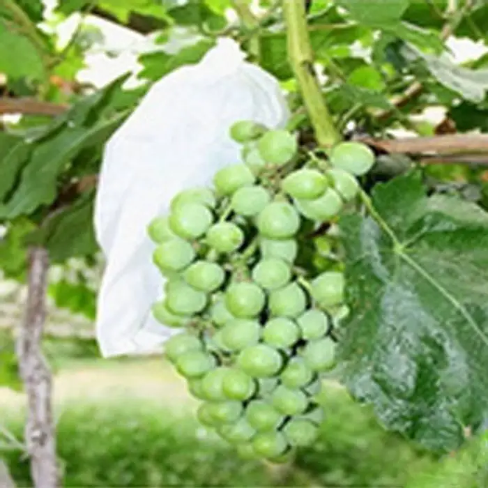 Saco não tecido biodegradável da proteção do fruto da tela de Spunbond para a uva 1
