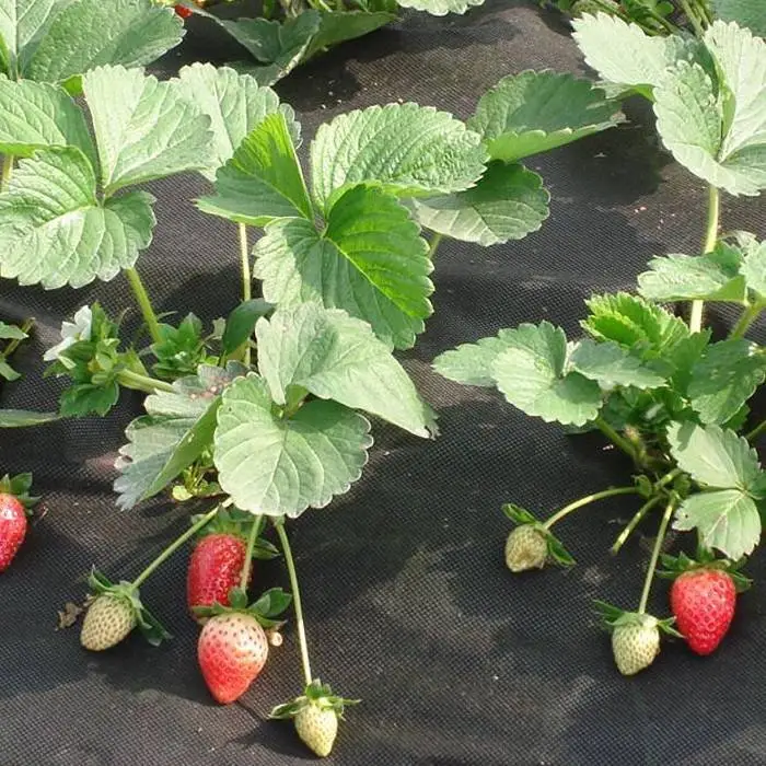 Copertura biodegradabile per fragole in tessuto non tessuto di colore nero per il controllo delle infestanti 1