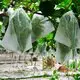 rayson nonwoven ODM biodegradable garden fabric supplier for indoor 2