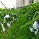 Bulk buy industrial weed control fabric brand factory for blanket 2