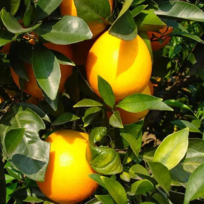 TNT Obstschutzbeutel 1