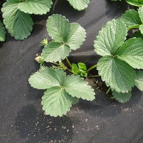 Tapis de contrôle des mauvaises herbes horticoles non tissé 1