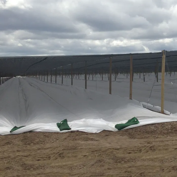 Chinese Manufacturer PP Spunbond Biodegradable Row Cover Crop Agricultural Plant Protection Fabric 1