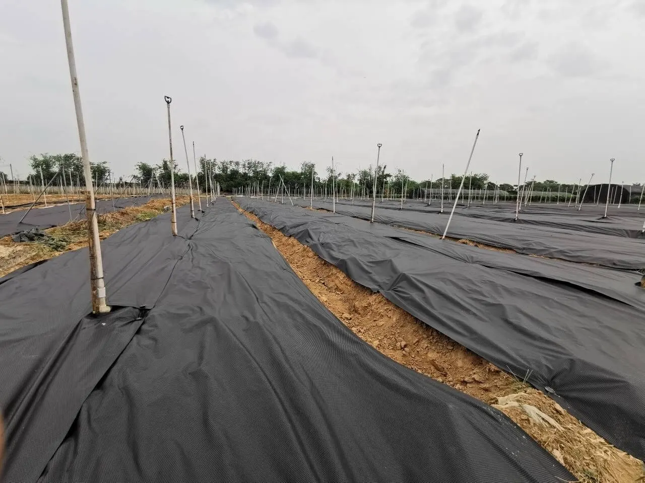 Breathable Agricultural Fleece Cover PP Non Woven Mulch Non Woven Fabric Agriculture Non Woven Weed Mat 1