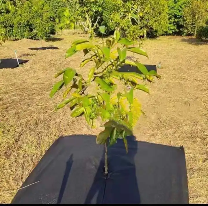 Gri Peyzaj Kumaşı Dokumasız Ot Kontrol Kumaşı Toptan Satış - Rayson Dokumasız 5