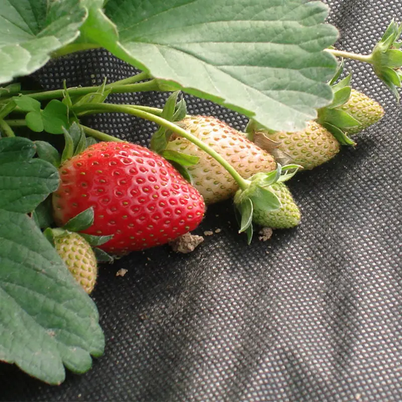 Ekstra Geniş Peyzaj Kumaşı Dokumasız Ot Kontrol Kumaşı Toptan Satış - Rayson Dokumasız 5