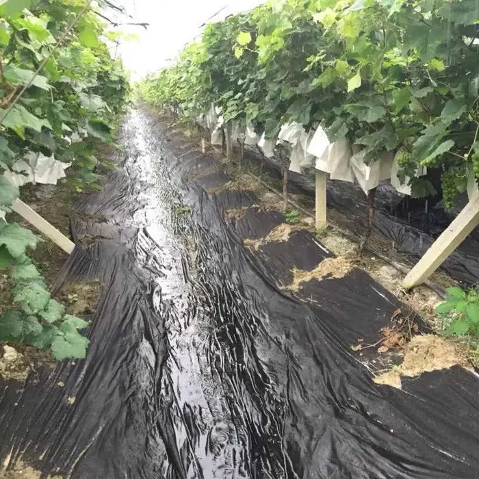 rayson nonwoven Array image35
