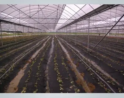 rayson nonwoven Array image21