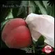 weed control landscape fabric spundbond designs rayson nonwoven,ruixin,enviro Brand 1
