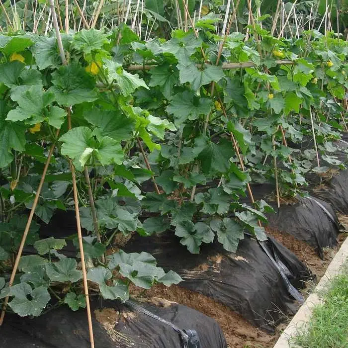 Farbe erhöht 3UV biologisch abbaubarer Landschaftsstoff Rayson-Vliesstoff, Ruixin, Enviro Markenunternehmen 2