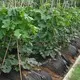 Farbe erhöht 3UV biologisch abbaubarer Landschaftsstoff Rayson-Vliesstoff, Ruixin, Enviro Markenunternehmen 2
