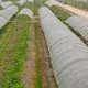 control de malezas tela para paisajismo invernaderos competitivos que protegen la fabricación de telas para paisajismo biodegradables 2