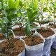 Unkrautbekämpfungs-Landschaftsgewebeschutz durch Garantie Rayson-Vliesstoff, Ruixin, Umwelt 2