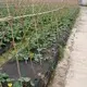Ot kontrolü peyzaj kumaşı giyim tesisi biyolojik olarak parçalanabilir peyzaj kumaşı rayon nonwoven, ruixin, enviro markasını korur 2