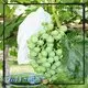 Rayson non tessuto, ruixin, enviro Tessuto da giardino floreale per corpi da giardinaggio di marca 1
