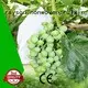 jaqueta uv luz solar biodegradável raison não tecido, ruixin, fornecedor de tecido para jardim de flores da marca enviro 1