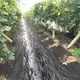drenaż tkanin krajobrazowych oddychająca przyjazna włóknina Rayson, ruixin, marka enviro 2