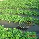 landscape fabric drainage per splicing super rayson nonwoven,ruixin,enviro Brand 2