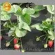 stabillized landscape fabric material 70gsm crop rayson nonwoven,ruixin,enviro company 1