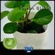 Rayson nonwoven, ruixin, enviro Yabani otlar için marka ağacı bitmiş zemin kumaşı 1