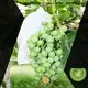 Diseño de plátano de tela de drenaje no tejido geotextil ancho para exteriores 1