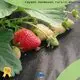 Rayson-Vliesstoff, Ruixin, Enviro, praktische extrabreite Landschaftsstoffserie für den Außenbereich 1