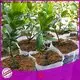 rayson nonwoven,ruixin,enviro agriculture surya non woven customized for store 1