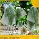 rayson nonwoven ODM biodegradable garden fabric supplier for indoor 1