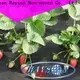 rayson nonwoven garden fabric row cover company 1