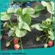 fournisseur de tissu de paysage vert non tissé Rayson 1