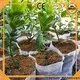 rayson nonwoven Wholesale nonwoven row cover supplier 1