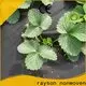 Feuille de mauvaises herbes ODM Rayson Wholesale pour une entreprise de jardinage 1