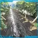 Rayson nonwoven toplu olarak en iyi peyzaj kumaşı 1